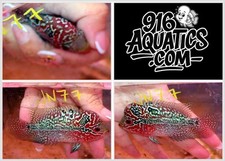 Inch female super for sale  USA
