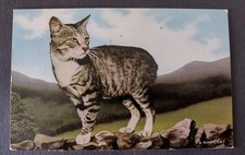 Manx cat postcard for sale  POTTERS BAR