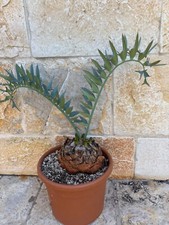 Encephalartos horridus blue usato  Nardo