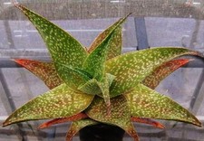 Aloe deltoideodonta exotic for sale  Miami