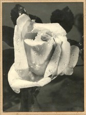 Photo vintage nature d'occasion  Gençay