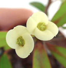 Euphorbia milii crema usato  Napoli