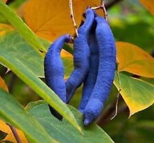 Winterharte blaugurke lecker gebraucht kaufen  Kaiserslautern