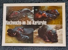flusspferd gebraucht kaufen flusspferd gebraucht kaufen Hamburg
