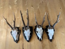 Rehbock geweih gehörn gebraucht kaufen  Paderborn