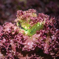 Lettuce plants red for sale  EVESHAM