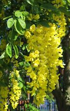 Lovely golden chain for sale  Elko