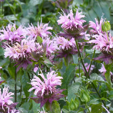Wild bergamot seeds for sale  Denver
