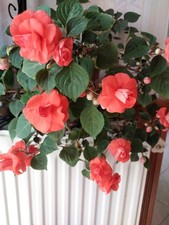 Impatiens rouge double d'occasion  Vendôme