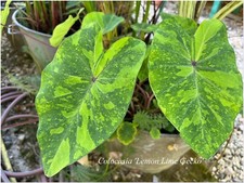 Colocasia lemon lime d'occasion  Arzacq-Arraziguet