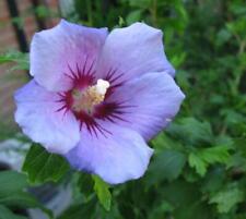 Blue bird hibiscus for sale  Pelzer