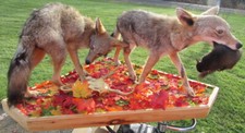 Coyote pups black for sale  Panama