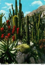 Flowers plants cactus d'occasion  Expédié en Belgium