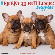 French bulldog puppies for sale French bulldog puppies for sale  Minocqua