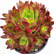 Aeonium phoenix flame for sale  Morgan Hill