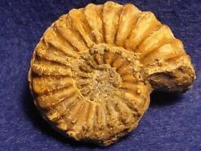 Ammonite pleuroceras solaris usato  Napoli