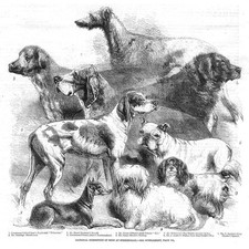 Dogs deerhound bloodhound for sale  GLASGOW