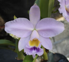 Orchids laelia cattleya for sale  Walnut