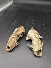 animal skulls for sale  EDGWARE