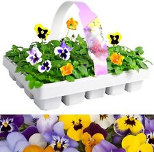 Pansy pack large for sale  GLASGOW