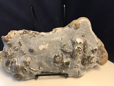 Leioceras palinum große gebraucht kaufen  Kerpen