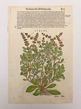 Mattioli xilografia 1500 usato  Treviso