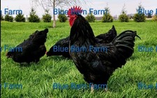 Black marans show for sale  Xenia
