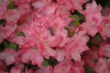 Hampton beauty azalea for sale  Mobile