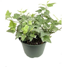 Variegated english ivy for sale  Boston