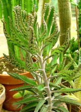 Kalanchoë houghtonii plant d'occasion  Nyons
