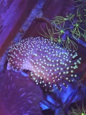 Toadstool reef mushroom for sale  FOLKESTONE