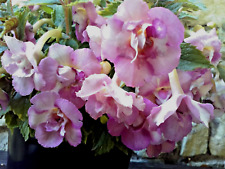 Achimenes nia risomes d'occasion  Rosans
