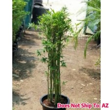 Bambusa multiplex plant for sale  Miami