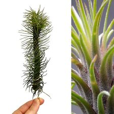 Tillandsia funckiana red for sale  GLASGOW
