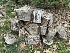 Dekoratives totholz brennholz gebraucht kaufen  Tessin