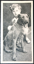 Irish terrier child for sale  DERBY