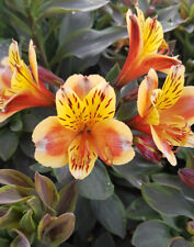 Alstroemeria garden summer d'occasion  Mont-près-Chambord