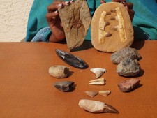 Fossil collection mosasaur for sale  Tucson