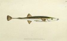 Antique fish print for sale  SHREWSBURY