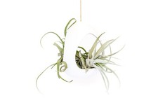 Large white hanging for sale  Saint Augustine