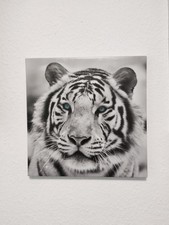 Tierbild tiger leinwand gebraucht kaufen  Chemnitz