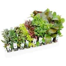Mixed box aquarium for sale  CREDITON
