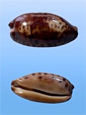 Cypraea testudinaria nana usato  Roma