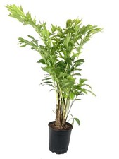 Fishtail palm live for sale  USA