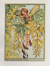 Flower fairies laburnum for sale  MOLD