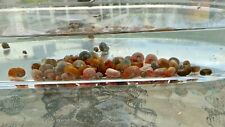 Ramshorn freshwater aquarium for sale  Solon