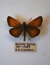 Essex skipper butterfly for sale  CHORLEY