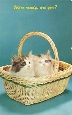 Postcard animals ready for sale  Patterson