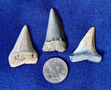 Fossil mako shark for sale  Baltimore