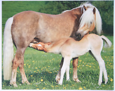 Pferdebild haflinger stute gebraucht kaufen  Langen